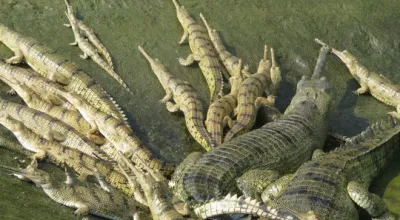 गोही प्रजनन केन्द्रमा भालेको अभाव