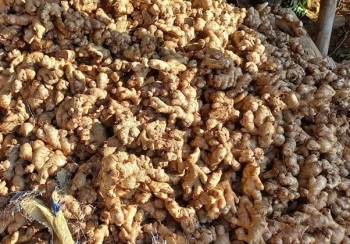 एउटै पालिकाबाट छ करोडको अदुवा बिक्री