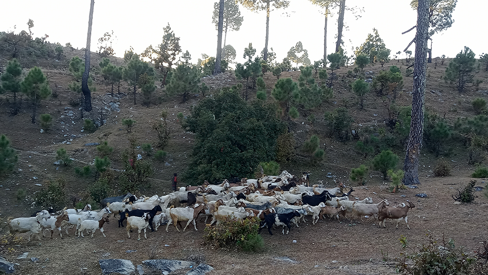 एक लाखभन्दा बढी भेडाबाख्रालाई पिपिआर विरुद्धको खोप