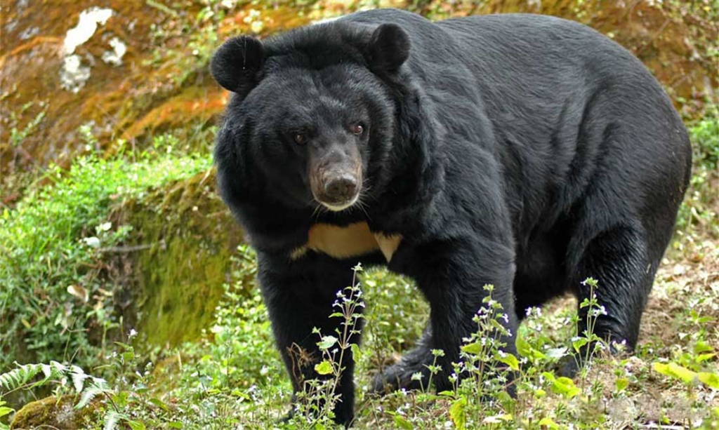 भालुको आक्रमणबाट पर्सामा दम्पति घाइते