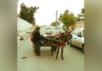 चिनद्वारा अफ्रिकन गधाको बढ्दो मागले सीमान्तकृत समुदाय संकटमाः रिपोर्ट