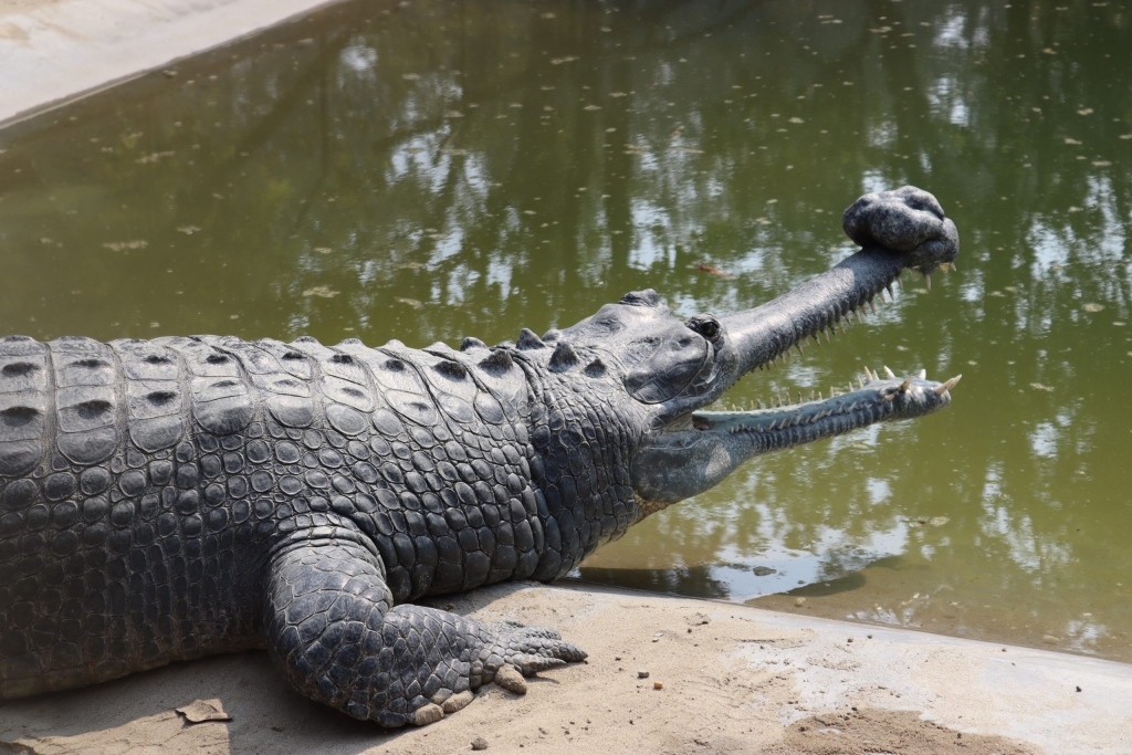 बाँकेमा घडियाल गोहीको संरक्षण
