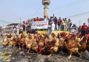 झापाका किसानले सडकमै फाले अण्डा र कुखुरा