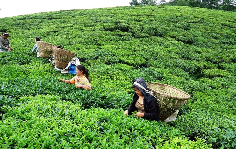 वार्षिक तीन करोडको चिया निर्यात