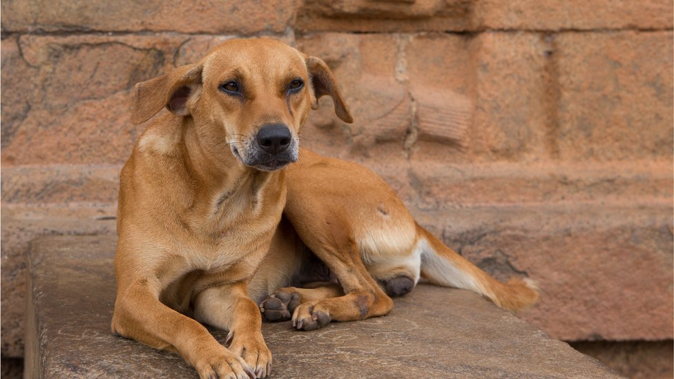 कुकुरमा ‘पार्वो भाइरस’ सङ्क्रमण देखियो