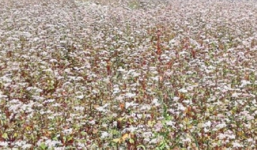 रैथाने बाली खरिद गर्न सम्झौता