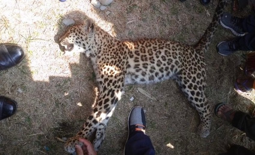 पोखरामा चितुवाको आक्रमणबाट २ जना घाइते, चितुवा मृत फेला