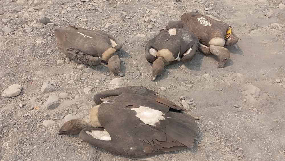 विषाक्त खानाले मर्ने गिद्धको संख्या ६ पुग्यो