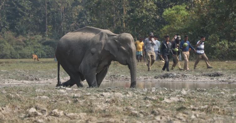 आसाममा घाइते जंगली हात्तीलाई स्थानीयले गरे हेरचाह
