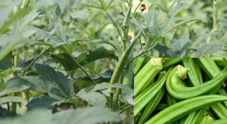 झापामा हात्तीमैत्री ‘सामूहिक खेती’