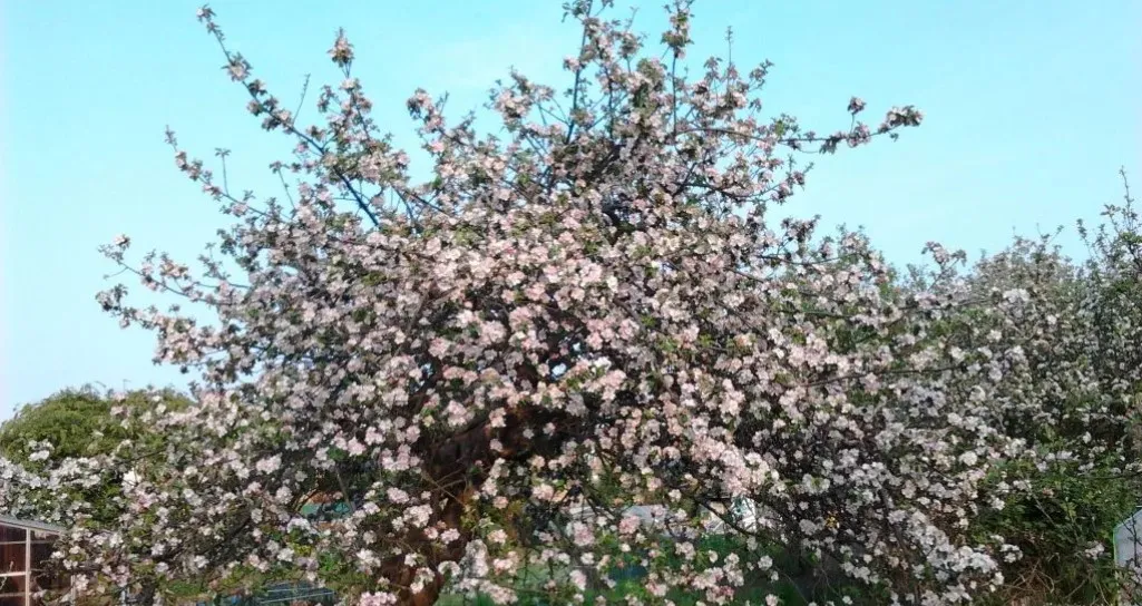 जुम्लामा स्याउ बगैँचा फुलेर सेताम्मे