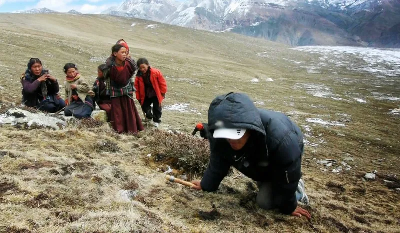 बहुमुल्य जडीबुटी यार्सागुम्बा सङ्कलनका लागि मनाङवासी लेकतर्फ