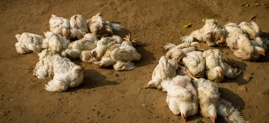 बर्डफ्लु पीडित किसानलाई राहत उपलब्ध