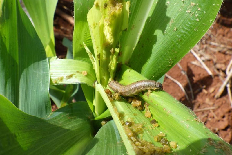 मकै बालीमा अमेरिकन फौजी किरा प्रकोपको जोखिम