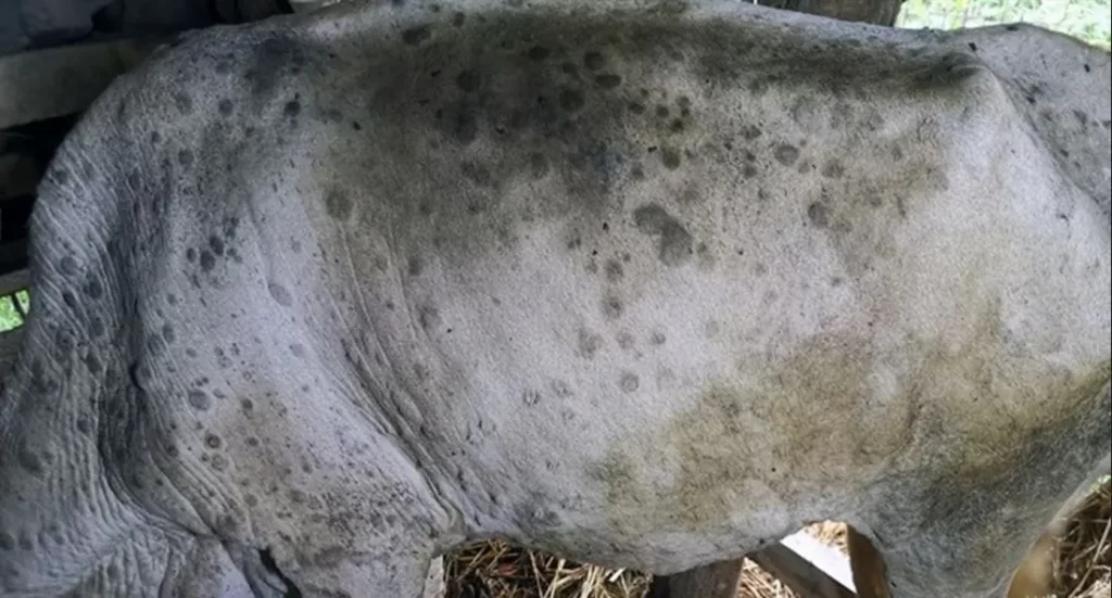 चितवनका गाईभैँसीमा लम्पीस्किन रोग फैलियो