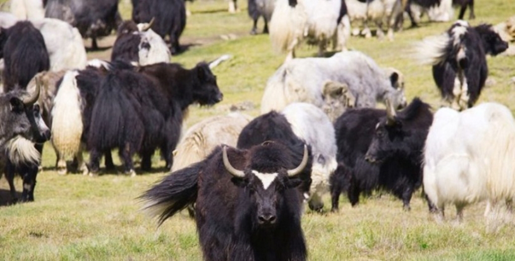 म्याग्दीको बोक्सी खोलामा चौँरीको आलो रगत पिउनेको लर्को