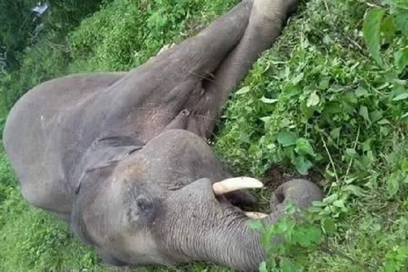 झापामा पोथी हात्ती मृत फेला