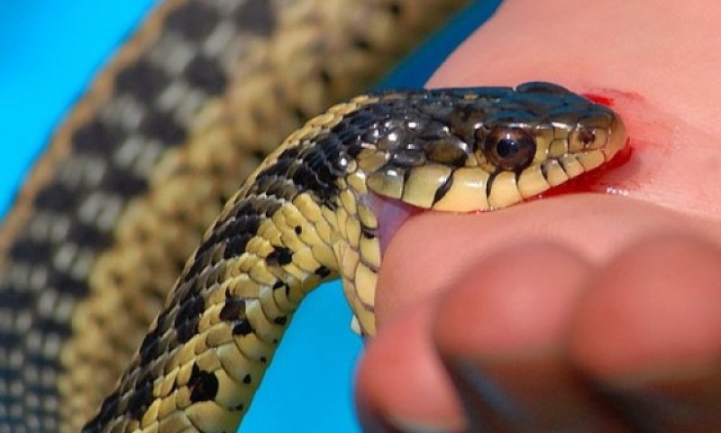 सिन्धुलीमा सर्पले डसेर दाजु–भाइको मृत्यु