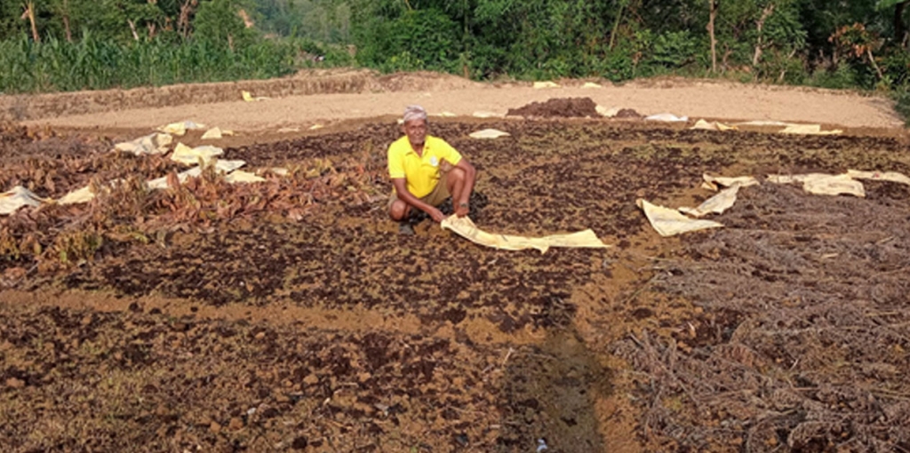 ब्याडमै सुक्न थाल्यो धानको बीउ