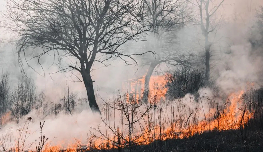 कजाकस्तानको जङ्गलमा लागेको डढेलोमा परी १४ जनाको मृत्यु