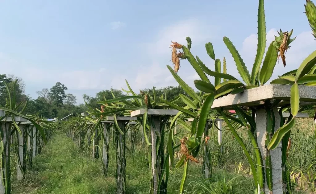 चर्को घामका कारण करोडौँको ड्रायगन फ्रुट नस्ट