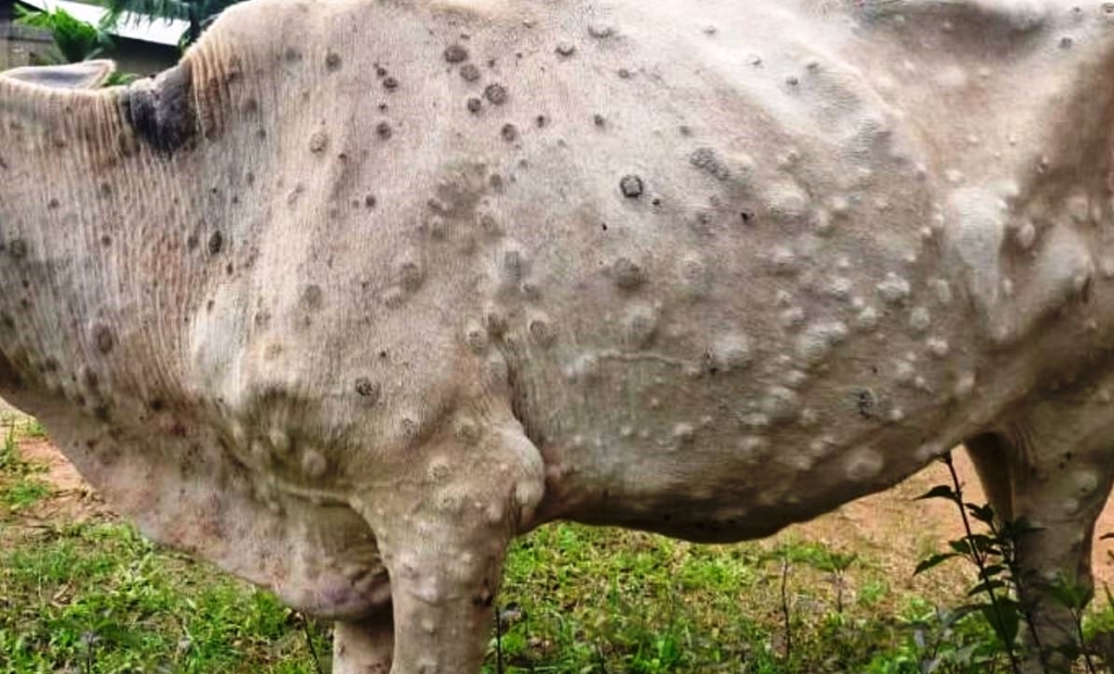 कोशी प्रदेशका ८५ हजार पशुमा ‘लम्पीस्किन’