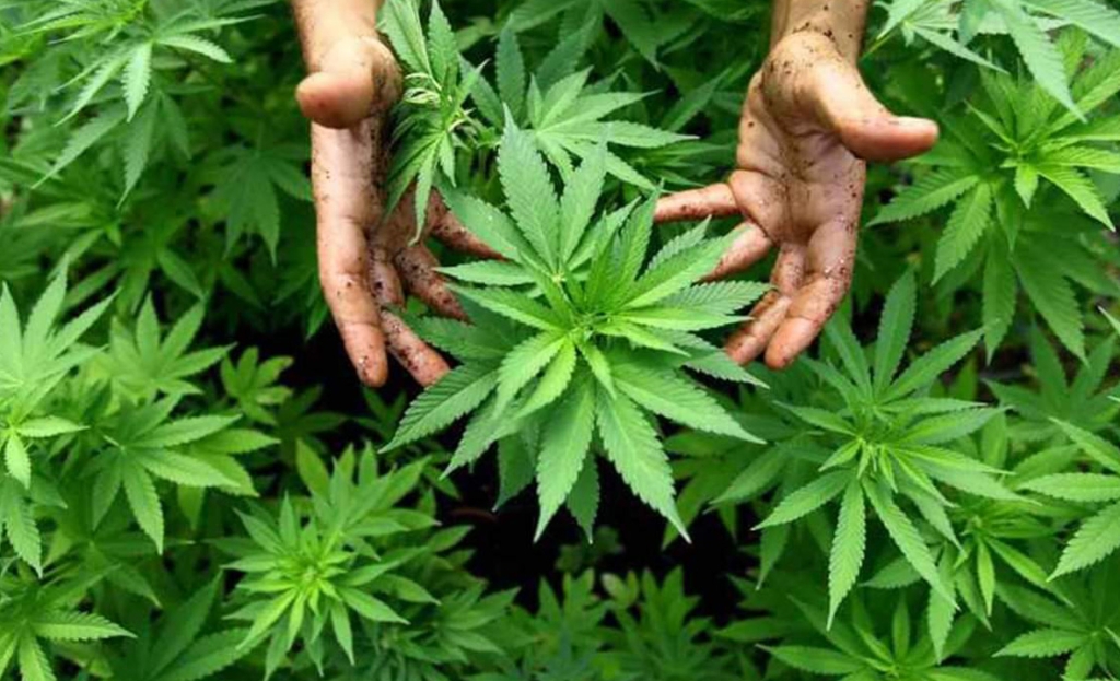 कसरी धान्ला नेपालमा गाँजा खेती ?