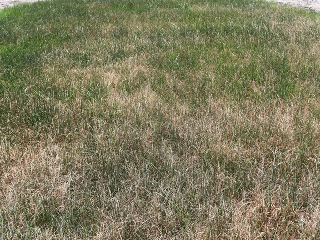 अत्यधिक गर्मीले धानको बीउ सुक्यो, किसान चिन्तित