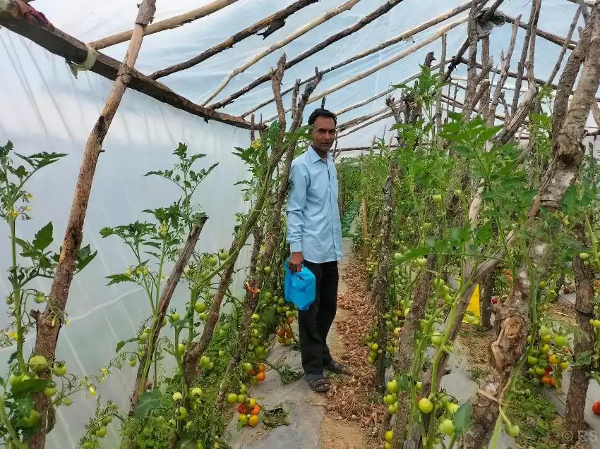 अध्यापनसँगै तरकारी खेतीबाट मनग्य आम्दानी गर्दै किसान