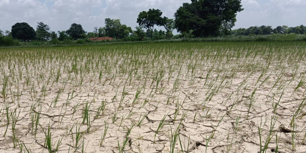 खडेरीले बीउ सुक्यो, रोपाइँ प्रभावित