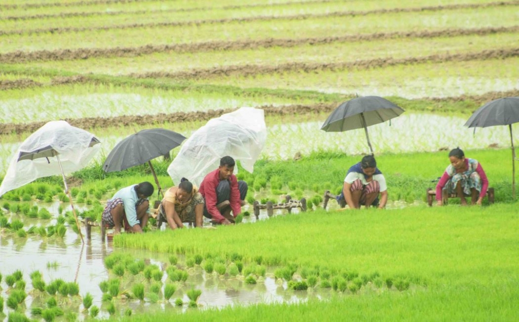 खडेरीपछिको वर्षाले किसानलाई राहत
