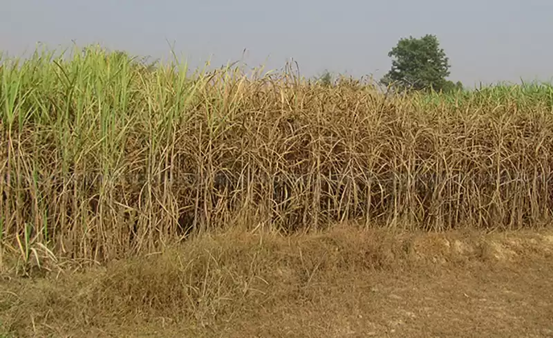 उखु खेतमै सुक्न थालेपछि किसान चिन्तित