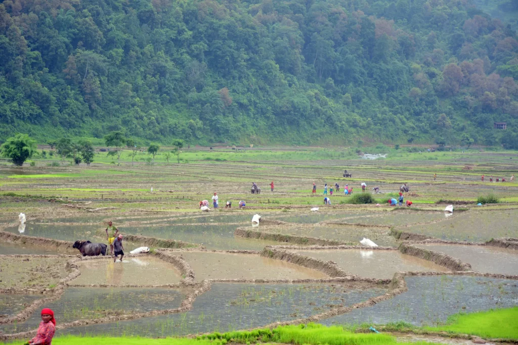 लम्पी स्कीनले गोरु मरेपछि ५० प्रतिशतमात्रै रोपाइँ