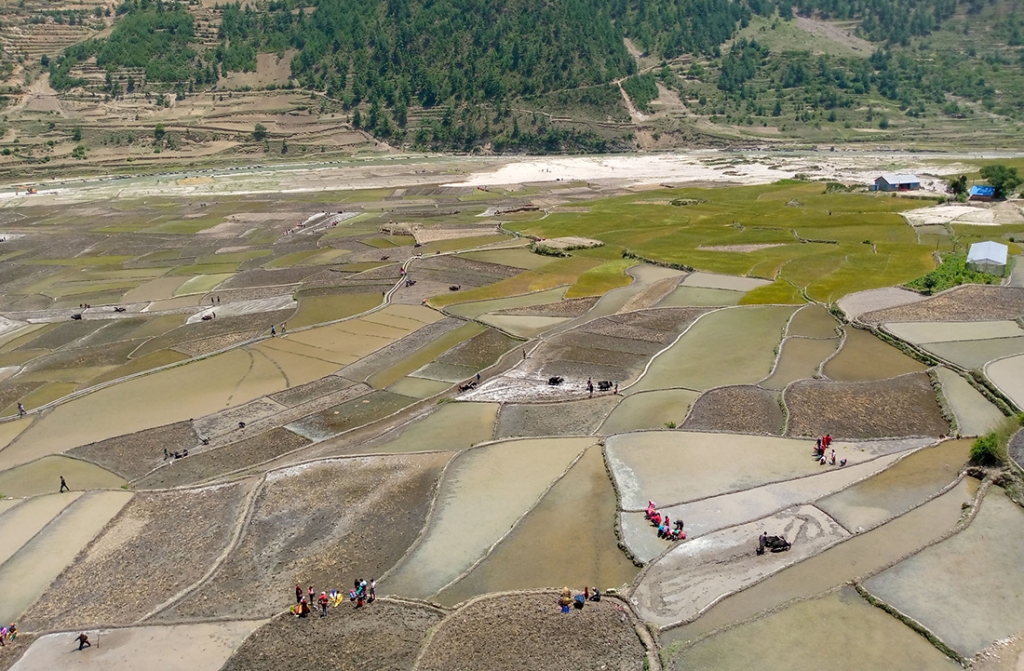 सुदूरपश्चिममा ६० प्रतिशत जग्गामा रोपाइँ हुन बाँकी