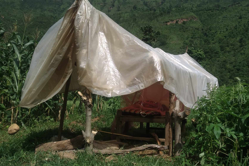 बाँदर र बँदेलबाट मकै जोगाउन बारीमा वास