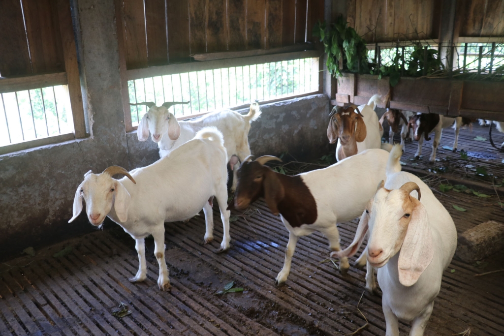 मासु उत्पादनमा अनुदान, घाँस खेती गर्नेलाई प्रोत्साहन