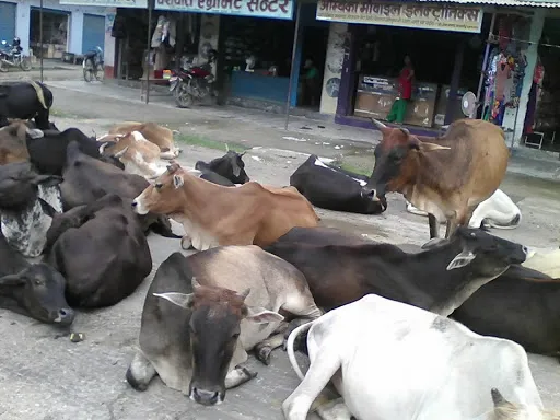 छाडा चौपाया व्यवस्थापनसँगै प्राङ्गारिक मल उत्पादन