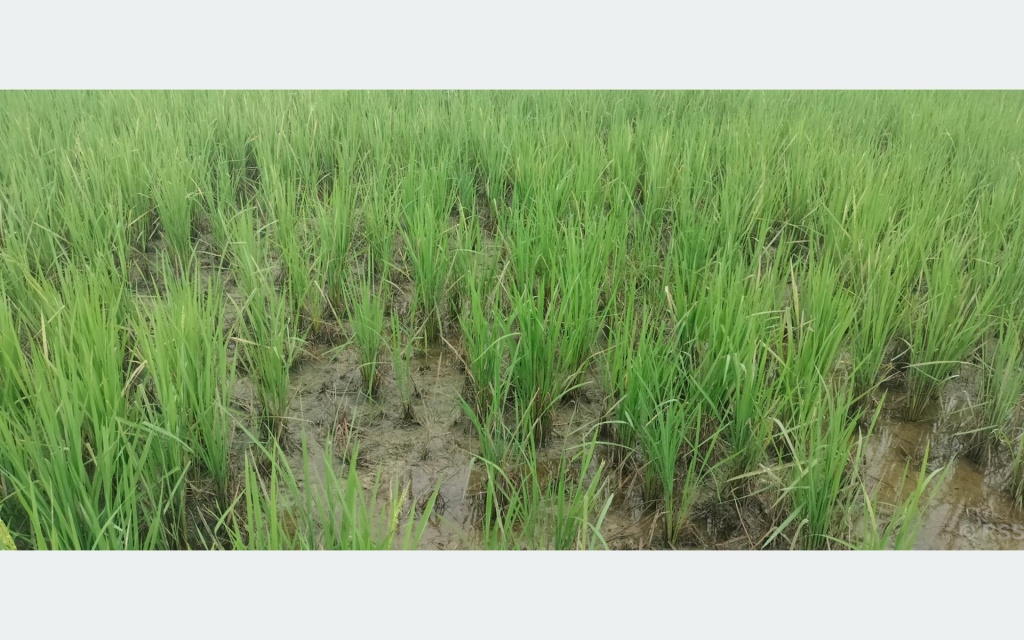 खेतमै सुक्यो धान, चिन्तामा किसान