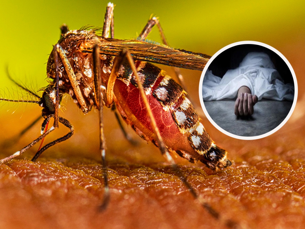 बङ्गलादेशमा डेङ्गुबाट एक हजारको मृत्यु