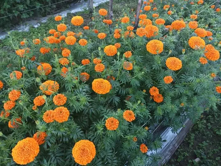 विद्यार्थीको फूलखेतीले उदयपुर आत्मनिर्भर बन्दै