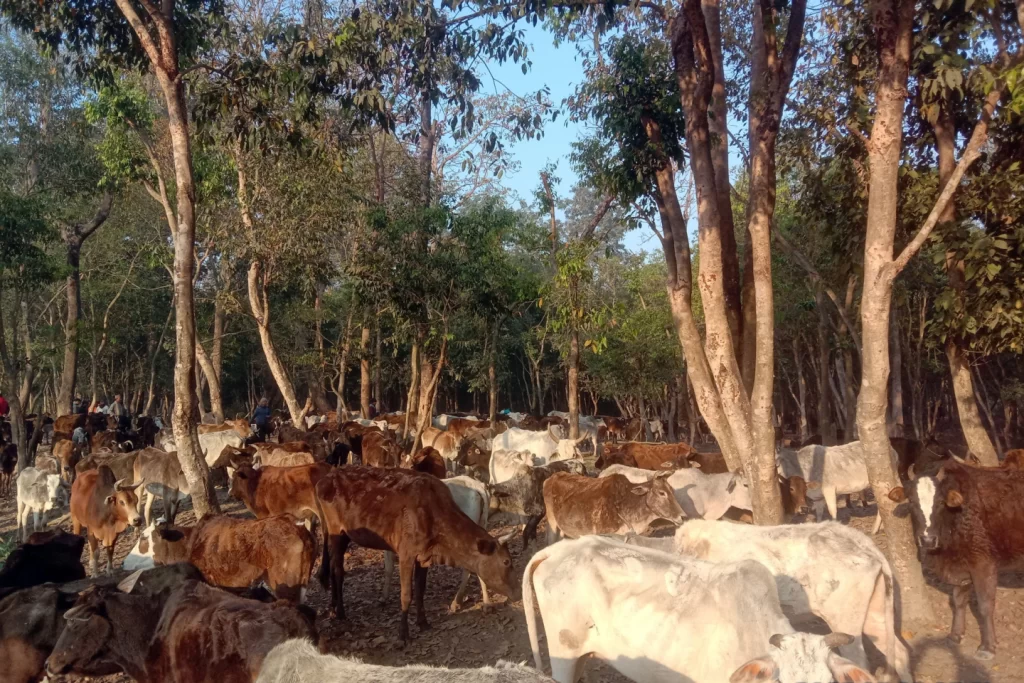 गौशालामा गौमूत्र प्रशोधन गर्न ‘प्लान्ट’ जडान