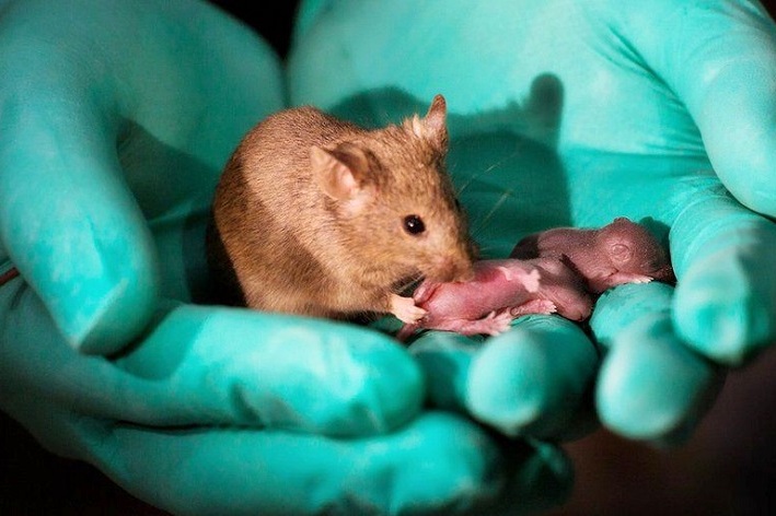 अन्तरिक्षमा पहिलोपटक मुसाको भ्रूणको विकास