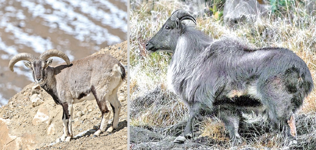 आठ नाउर, चार झारल र आठ बँदेलको सिकार अनुमति