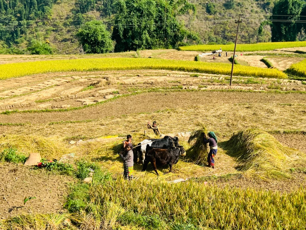 तनहुँमा धान उत्पादन क्षेत्र घट्दै