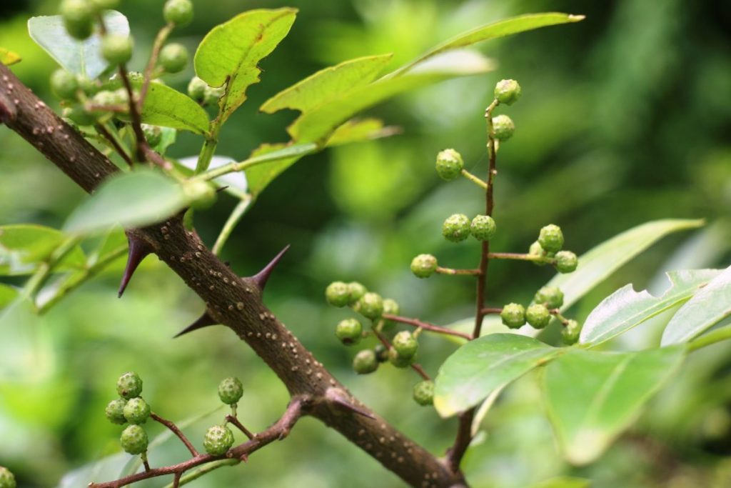 बाँझिएको जग्गामा टिमुर खेती
