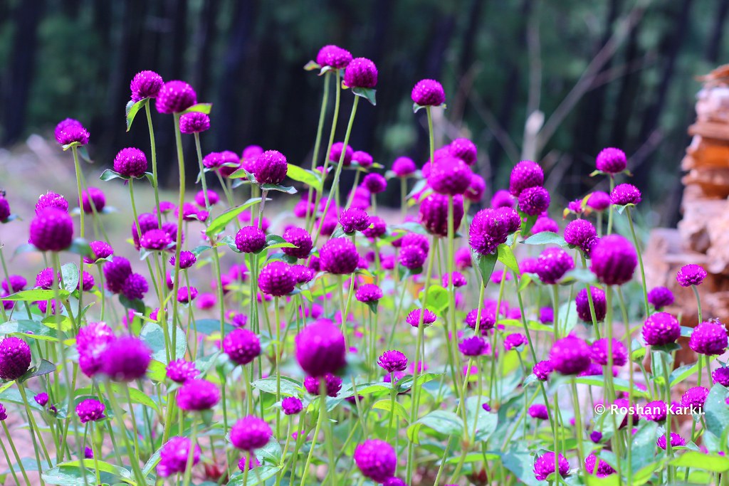 मखमली मालाको माग धेरै ; उचित मूल्य नपाएकोमा व्यवसायी निराश