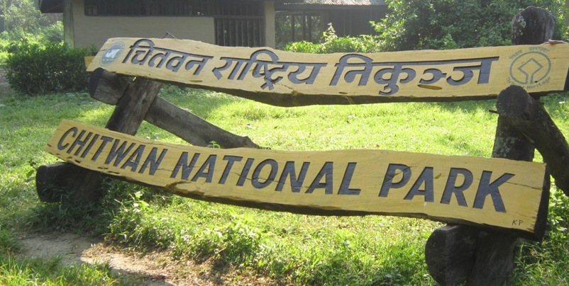 चितवन राष्ट्रिय निकुञ्जमा बाघ मृत फेला