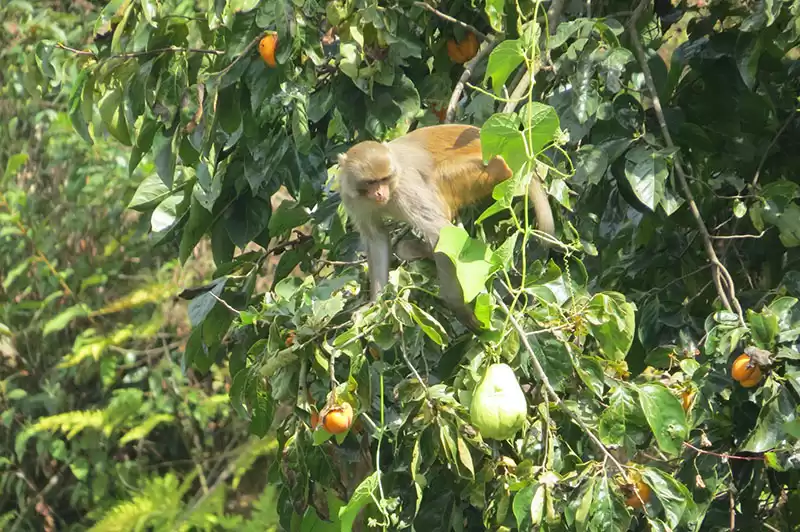 किसानलाई मल बीउभन्दा बाँदर आतंक समस्या