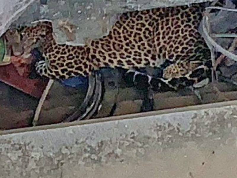 नियन्त्रणमा लिइयो भक्तपुरमा भेटिएको चितुवालाई