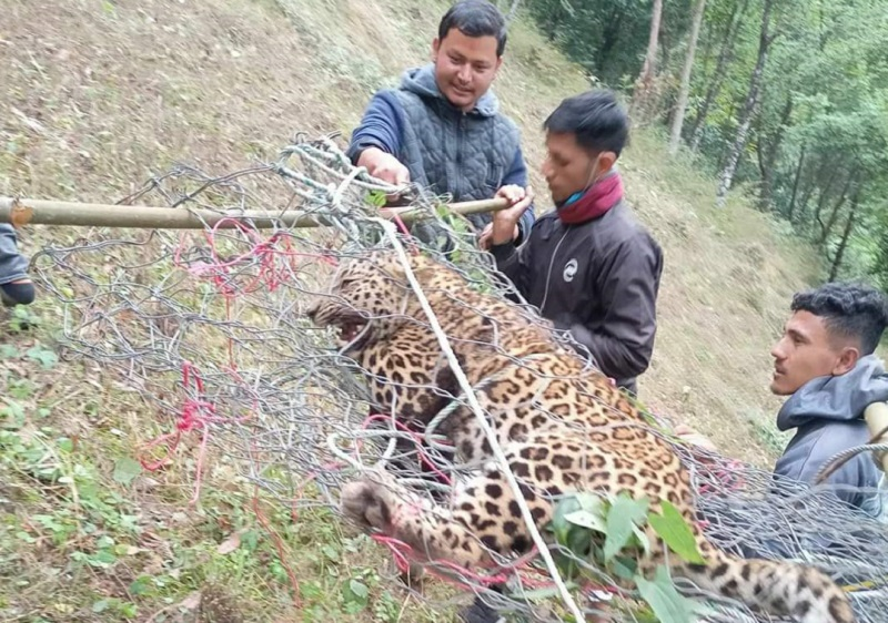 अर्घाखाँचीमा पासोमा परेर मर्‍यो ३१ किलोको चितुवा